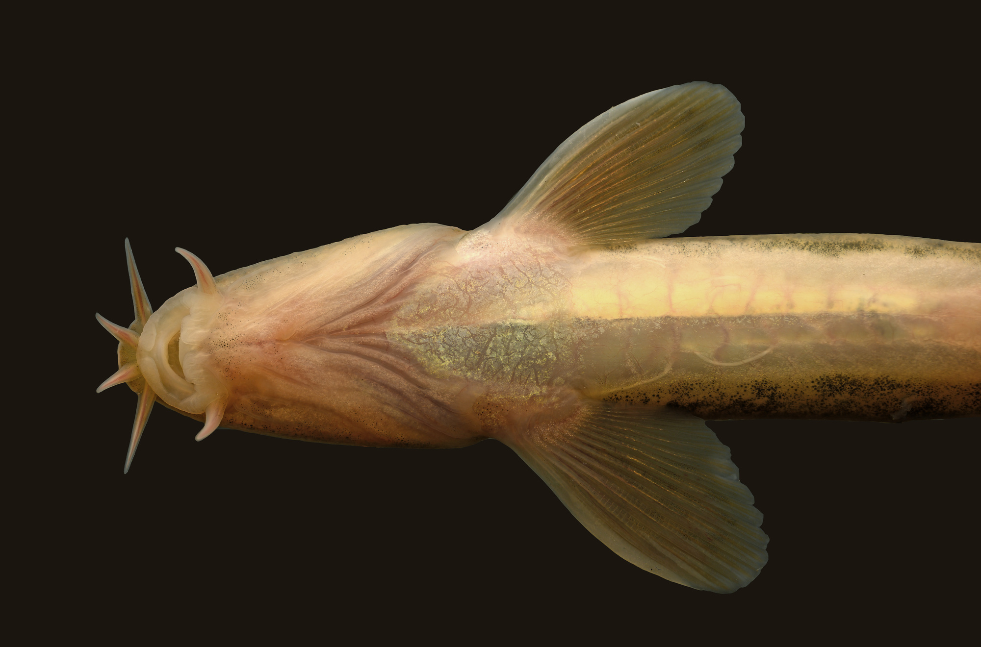 Live Barbatula specimen photographed in field conditions before preservation